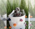 Small #1 Dalmatian