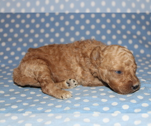Goldendoodle (Miniature) Puppy for sale in BLMGTN, IN, USA