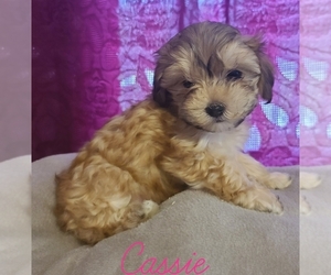 Morkie Puppy for sale in ATHENS, AL, USA