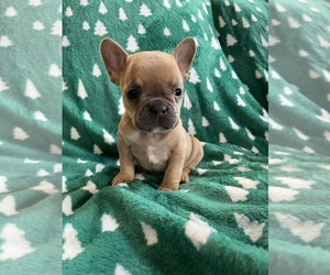 Medium French Bulldog
