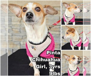Chihuahua-Unknown Mix Dogs for adoption in Seattle, WA, USA