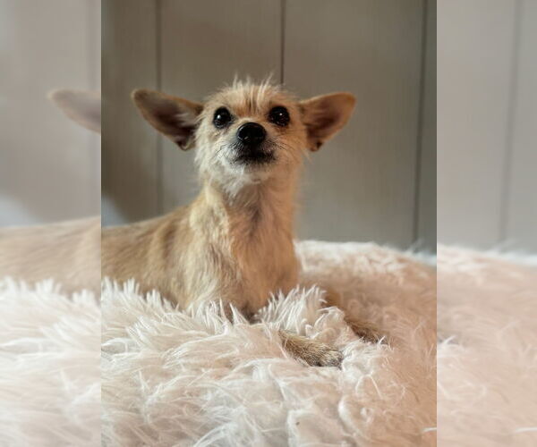 Medium Photo #1 Chihuahua-Unknown Mix Puppy For Sale in Dana Point, CA, USA