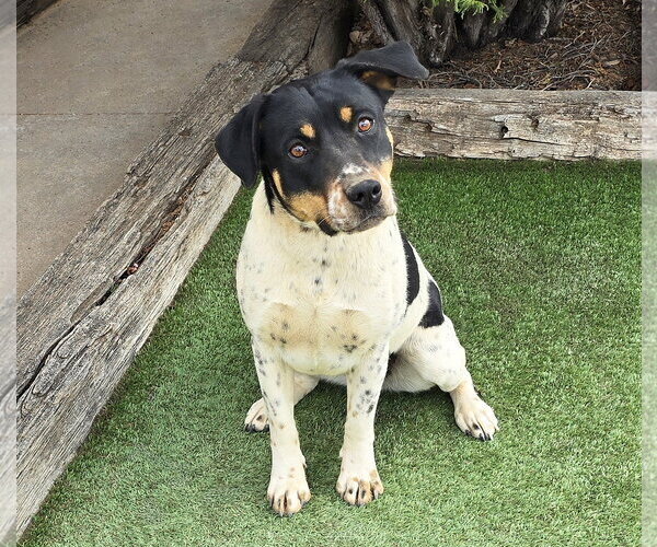 Medium Photo #4 American Staffordshire Terrier-Unknown Mix Puppy For Sale in Albuquerque, NM, USA