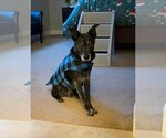 Small #6 Pembroke Welsh Corgi Mix