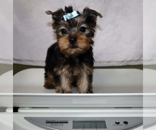 Medium Photo #5 Yorkshire Terrier Puppy For Sale in LOS ANGELES, CA, USA