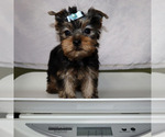 Small #4 Yorkshire Terrier