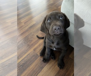 Labrador Retriever Puppy for sale in HAGERSTOWN, MD, USA