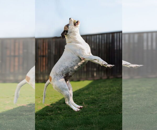 Medium Photo #4 Bullboxer Pit Puppy For Sale in McKinney, TX, USA