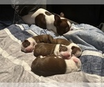 Small Photo #12 Boston Terrier Puppy For Sale in NEWPORT, NC, USA