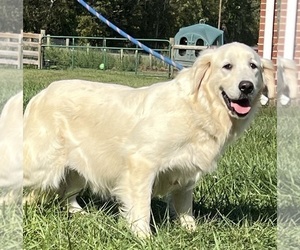 Mother of the Golden Retriever puppies born on 08/19/2026