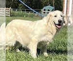 Small Photo #1 Golden Retriever Puppy For Sale in NEOLA, WV, USA