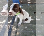 Small Photo #2 German Shorthaired Pointer Puppy For Sale in STRATHMORE, CA, USA