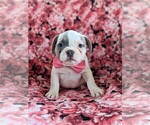 Small Photo #3 French Bulldog Puppy For Sale in STEVENS, PA, USA