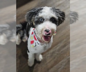 Bernese Mountain Dog-Poodle (Miniature) Mix Puppy for sale in PRYOR, OK, USA