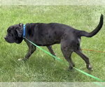 Small #9 Great Dane-Neapolitan Mastiff Mix