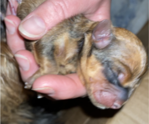 Biewer Yorkie-Poo-Shi Mix Puppy for Sale in SENECA, South Carolina USA