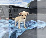 Small #4 Dachshund Mix