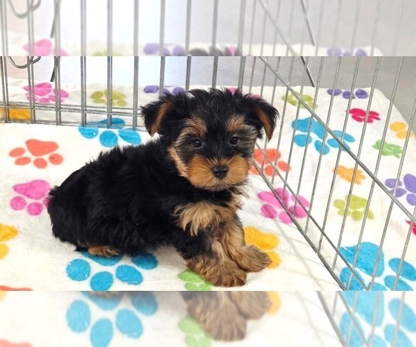 Medium Photo #6 Yorkshire Terrier Puppy For Sale in ORO VALLEY, AZ, USA
