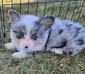 Pembroke Welsh Corgi Puppy for sale in MILTON, WI, USA