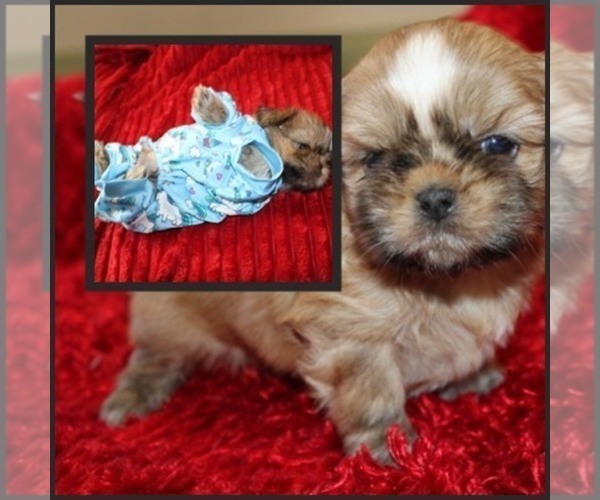 Medium Photo #1 Shih Tzu Puppy For Sale in THAYER, KS, USA