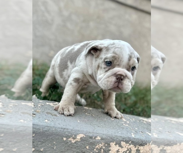 Medium Photo #9 English Bulldog Puppy For Sale in MALIBU, CA, USA