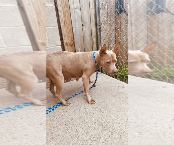 Medium Photo #2 American Pit Bull Terrier Puppy For Sale in Gloversville, NY, USA