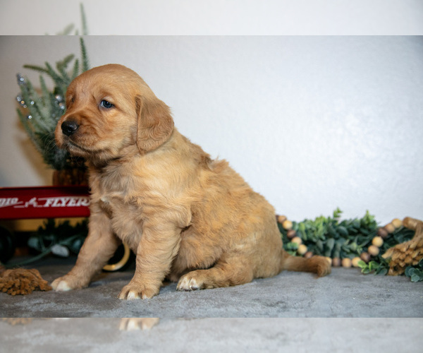 Medium Photo #9 Golden Retriever Puppy For Sale in WOLCOTTVILLE, IN, USA