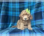 Small #4 Cavapoo