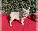 Small Photo #3 French Bulldog Puppy For Sale in LAWRENCEVILLE, GA, USA