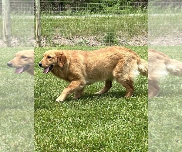 Medium Photo #1 Golden Retriever Puppy For Sale in NEOLA, WV, USA