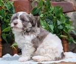 Small #12 Havanese