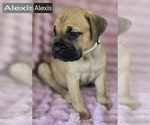 Small #5 Cane Corso