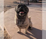 Small Pug