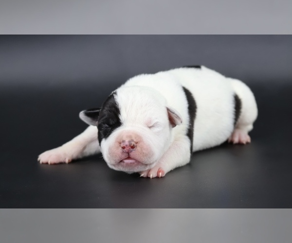 Medium Photo #1 American Bully Puppy For Sale in CHAMPAIGN, IL, USA
