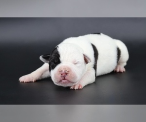 American Bully Puppy for sale in CHAMPAIGN, IL, USA