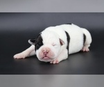 Small American Bully