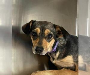 Chihuahua Dogs for adoption in Bakersfield, CA, USA