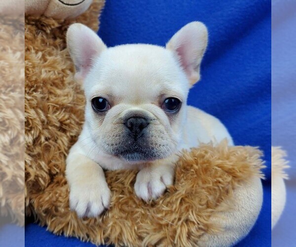 Medium Photo #1 French Bulldog Puppy For Sale in MARIONVILLE, MO, USA
