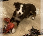 Small #1 Miniature Australian Shepherd