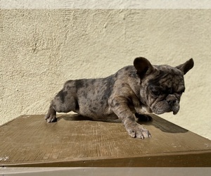 French Bulldog Puppy for sale in MORENO VALLEY, CA, USA