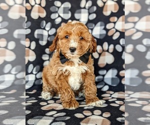 Cock-A-Poo-Poodle (Miniature) Mix Puppy for sale in KIRKWOOD, PA, USA