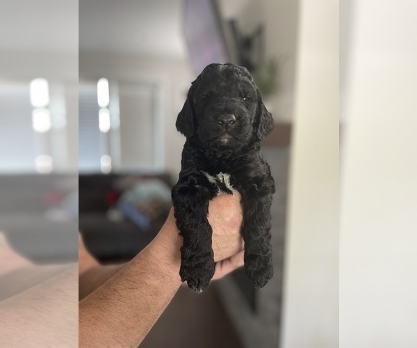Medium Photo #1 English Springer Spaniel-Labradoodle Mix Puppy For Sale in THE DALLES, OR, USA