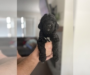 English Springer Spaniel-Labradoodle Mix Puppy for sale in THE DALLES, OR, USA