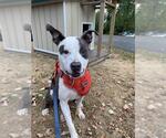 Small #1 American Pit Bull Terrier