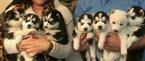 Small Photo #1 Siberian Husky Puppy For Sale in ARLINGTON, TX, USA