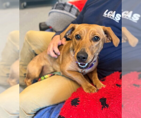 Medium Photo #1 Dachshund-Unknown Mix Puppy For Sale in Waterford, VA, USA
