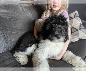 Saint Berdoodle Puppy for sale in CONNEAUT, OH, USA