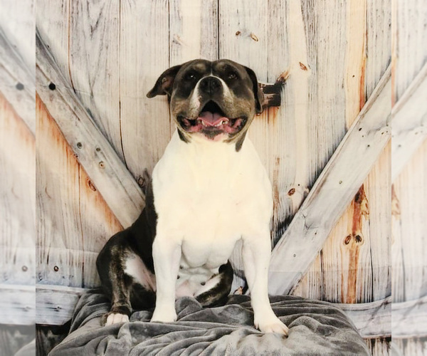 Medium Photo #1 American Bully Puppy For Sale in NEWPORT, WA, USA