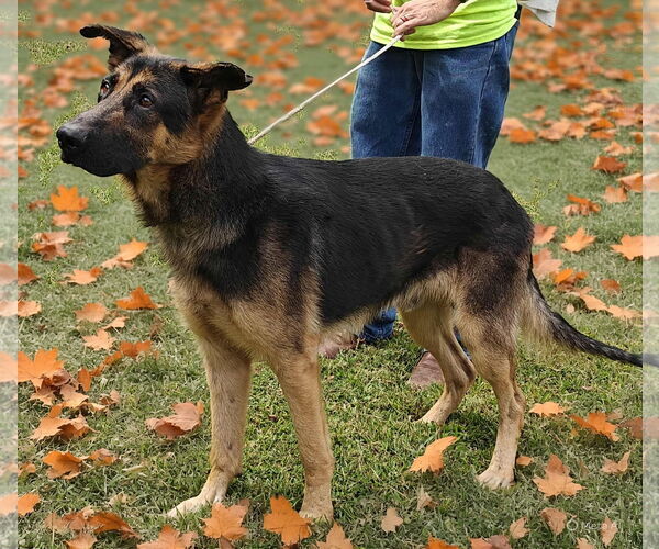 Medium Photo #3 German Shepherd Dog Puppy For Sale in Talladega, AL, USA