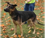 Small #2 German Shepherd Dog